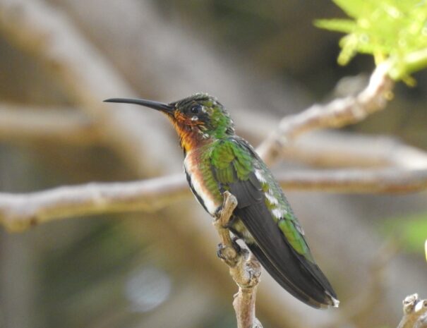 colibri-hummingbird