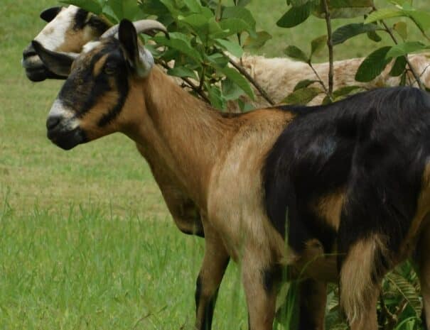 goat-sheep-cabra-oveja