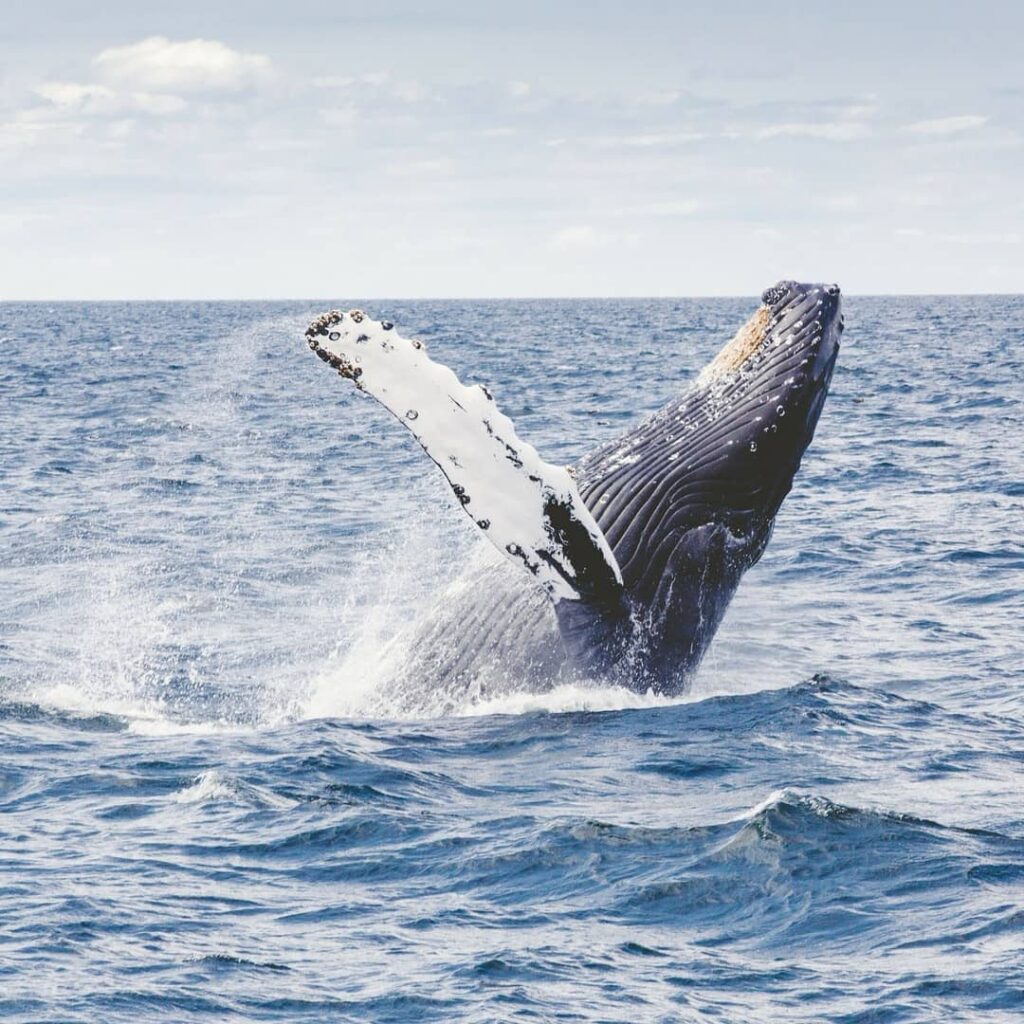 Whale Watching Tour (Pedasi)