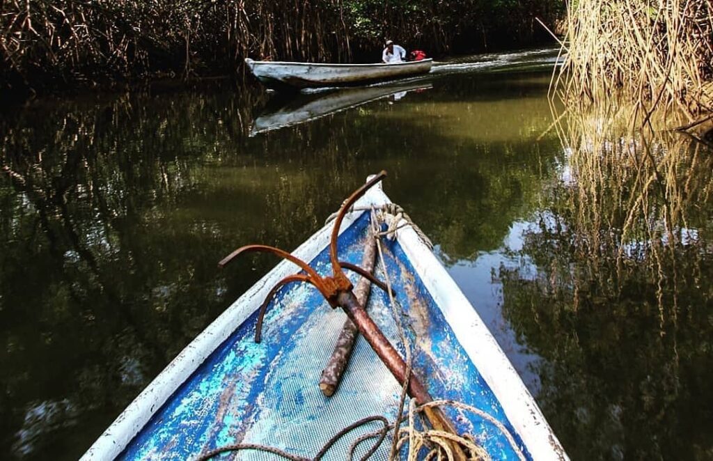 isla canas panama mangrove tour manglares Isla Cañas is a Turtle and Mangrove Refuge Isla Cañas Mangrove Tour