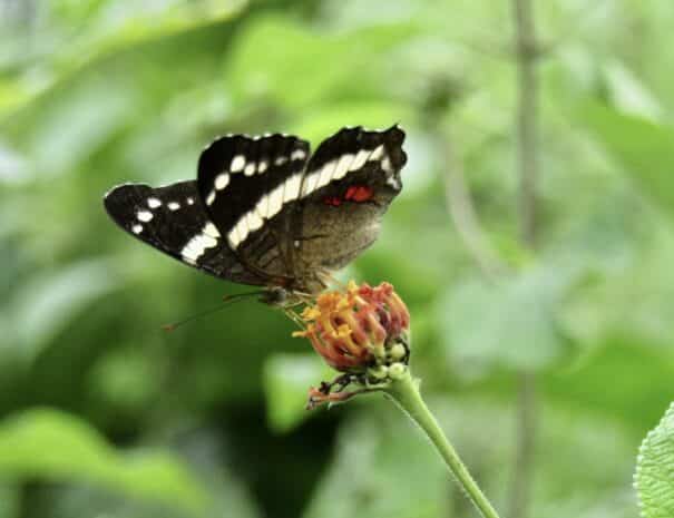 mariposa-butterfly