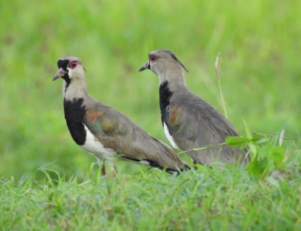 pajaros-birds