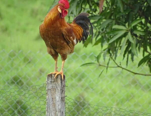 rooster-gallo