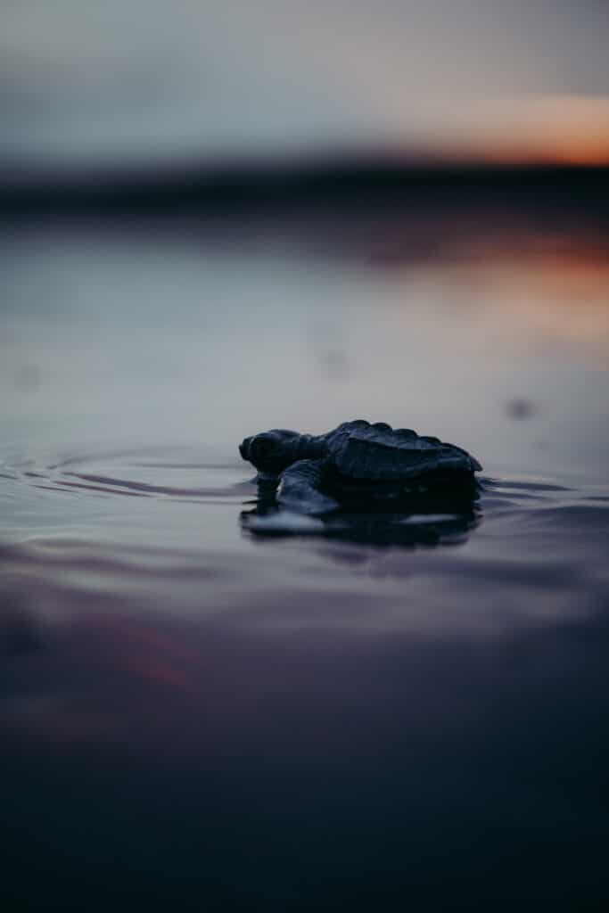 Turtle Night Tour in Isla Cañas