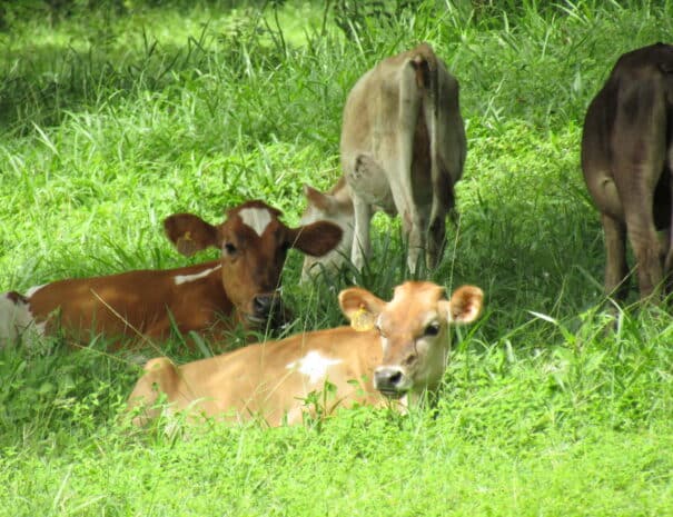 vacas-cows