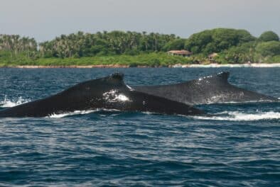 humpback whales pedasi isla iguana panama ballenas jorobadas 1 When can you see Humpback Whales in Panama?