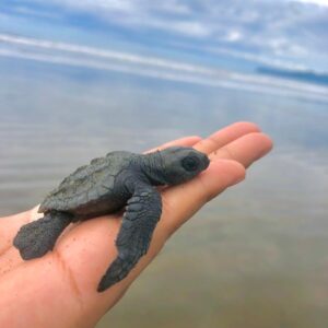 Liberación de Tortugas Neonatos en Isla Cañas