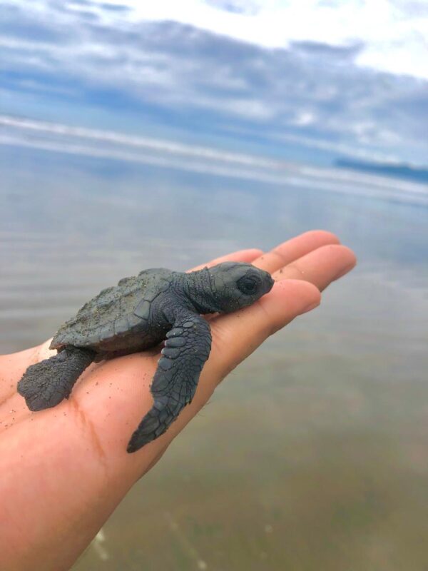 Liberación de Tortugas Neonatos en Isla Cañas