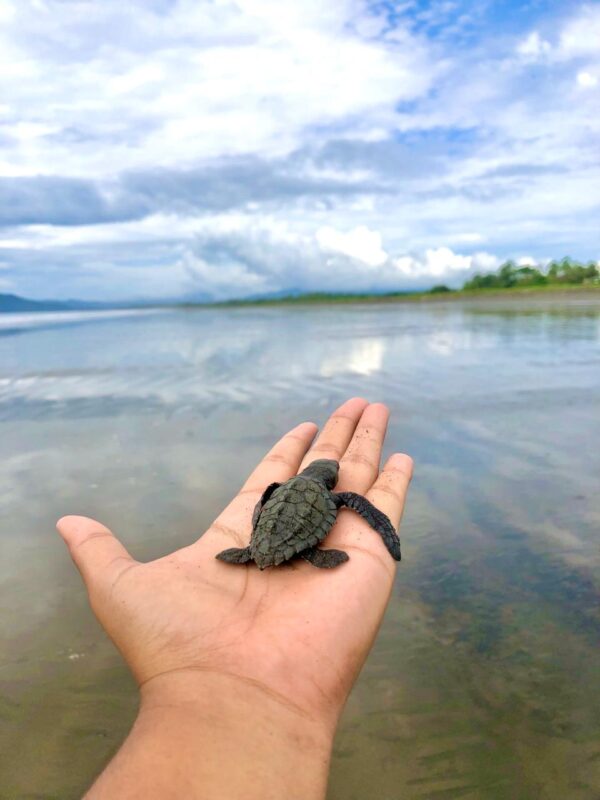 Liberación de Tortugas Neonatos en Isla Cañas - Imagen 2
