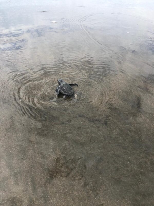 Liberación de Tortugas Neonatos en Isla Cañas - Imagen 7