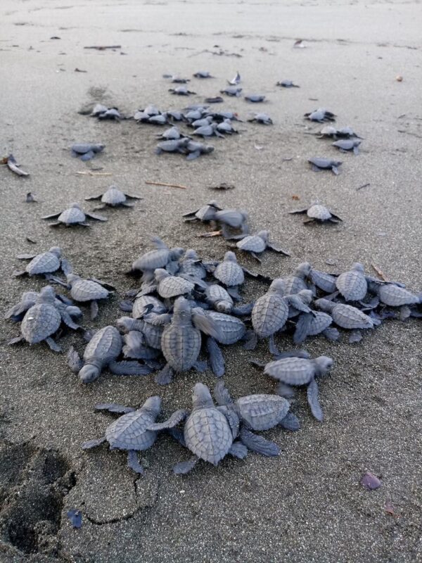 Liberación de Tortugas Neonatos en Isla Cañas - Imagen 6
