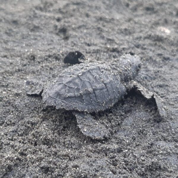 Liberación de Tortugas Neonatos en Isla Cañas - Imagen 4