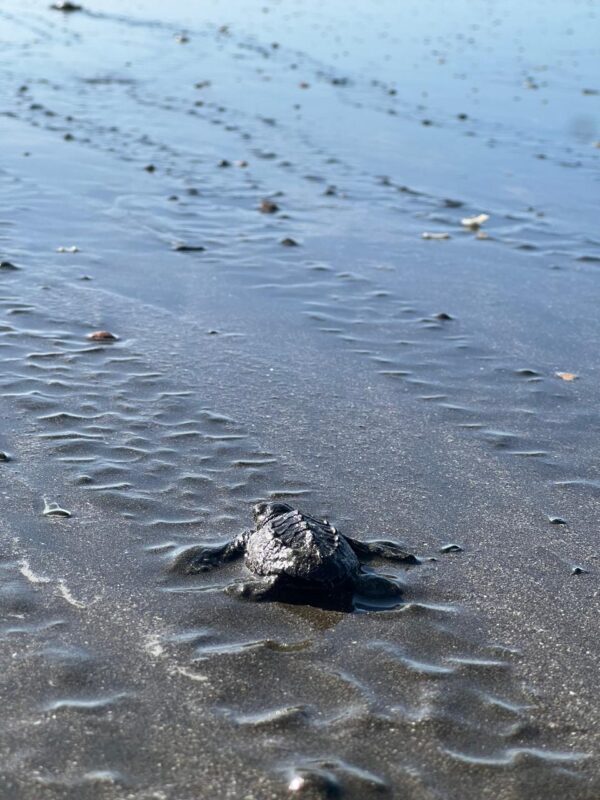 Liberación de Tortugas Neonatos en Isla Cañas - Imagen 3