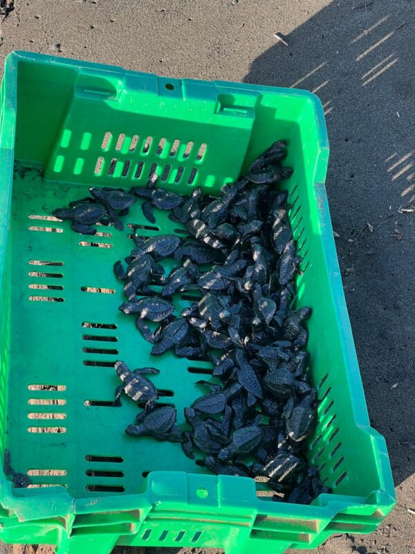 Liberación de Tortugas Neonatos en Isla Cañas - Imagen 5