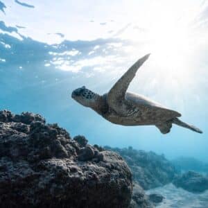 Isla Iguana Guided Snorkeling Tour