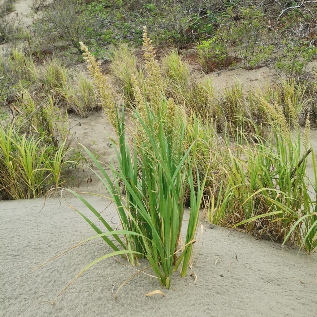 pablo barrios pedasi panama dunas vegetacion sand dunes Refugio Pablo Barrios, Diversos Ecosistemas Costeros y Marinos pablo barrios pedasi panama dunas vegetacion sand dunes Refugio Pablo Barrios, Diversos Ecosistemas Costeros y Marinos