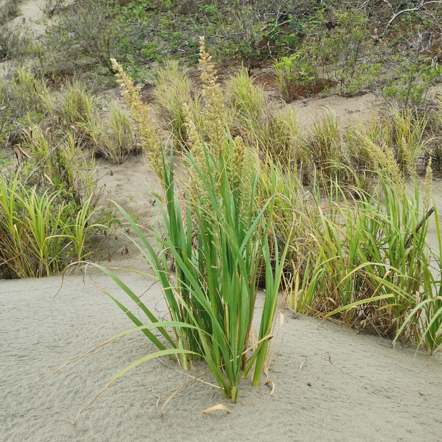 pablo barrios pedasi panama dunas vegetacion sand dunes Caminata de Conservación en el Refugio Pablo Barrios Caminata de Conservación en el Refugio Pablo Barrios - Imagen 2