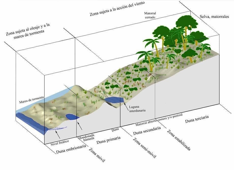 pablo barrios pedasi panama ecosistema dunas dunes Refugio Pablo Barrios, Diversos Ecosistemas Costeros y Marinos pablo barrios pedasi panama ecosistema dunas dunes Refugio Pablo Barrios, Diversos Ecosistemas Costeros y Marinos