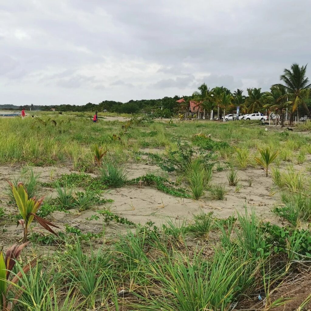 pablo barrios pedasi panama playa arenal vegetation beach Refugio Pablo Barrios, Diversos Ecosistemas Costeros y Marinos pablo barrios pedasi panama playa arenal vegetation beach Refugio Pablo Barrios, Diversos Ecosistemas Costeros y Marinos