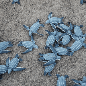 Release of Newborn Turtles in Cambutal